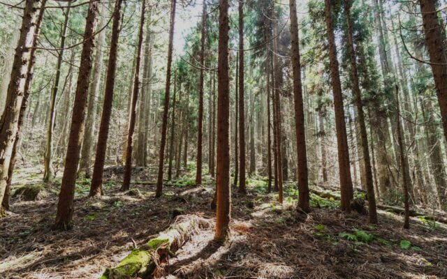 forest bathing japanese cypress forest