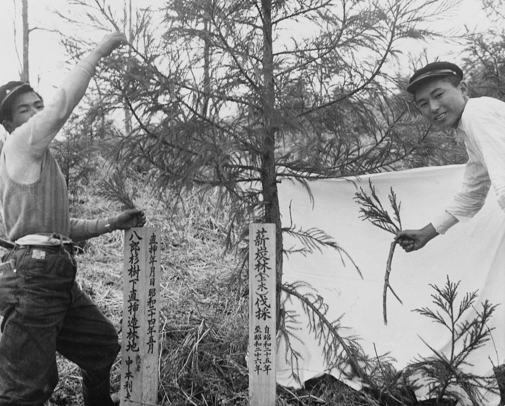 The afforestation land where Nakamoto Toshio started growing Hachiro Sugi with cuttings for the first time in 1948.
