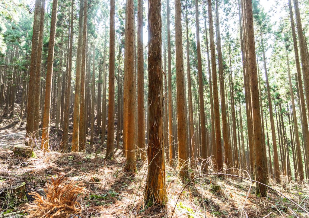 Different Uses for Sugi Cypress