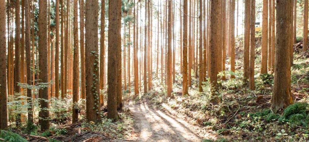 Sugi Forest in Japan Sugi Forest in Japan