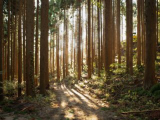 Timber as a Renewable Resource