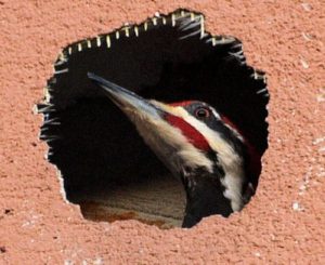A woodpecker roosting hole in stucco.