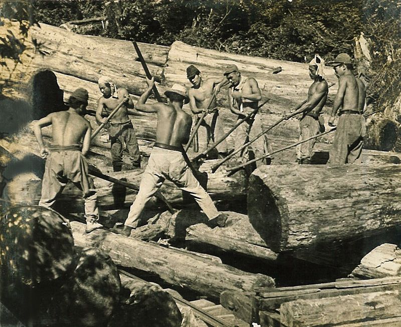 Historical photo of cutting sugi trees in Japan.
