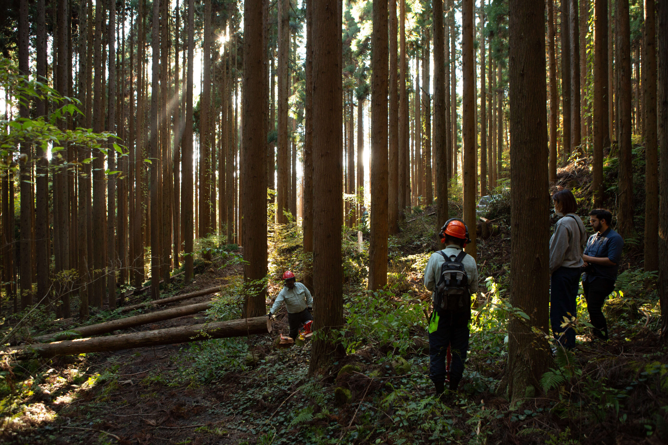 Japan's History of Sustainable Forestry Practices