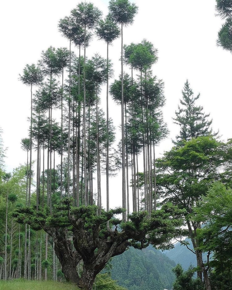 Image of a tree shown with the daisugi technique: one of Japan's early sustainable forestry practices.
