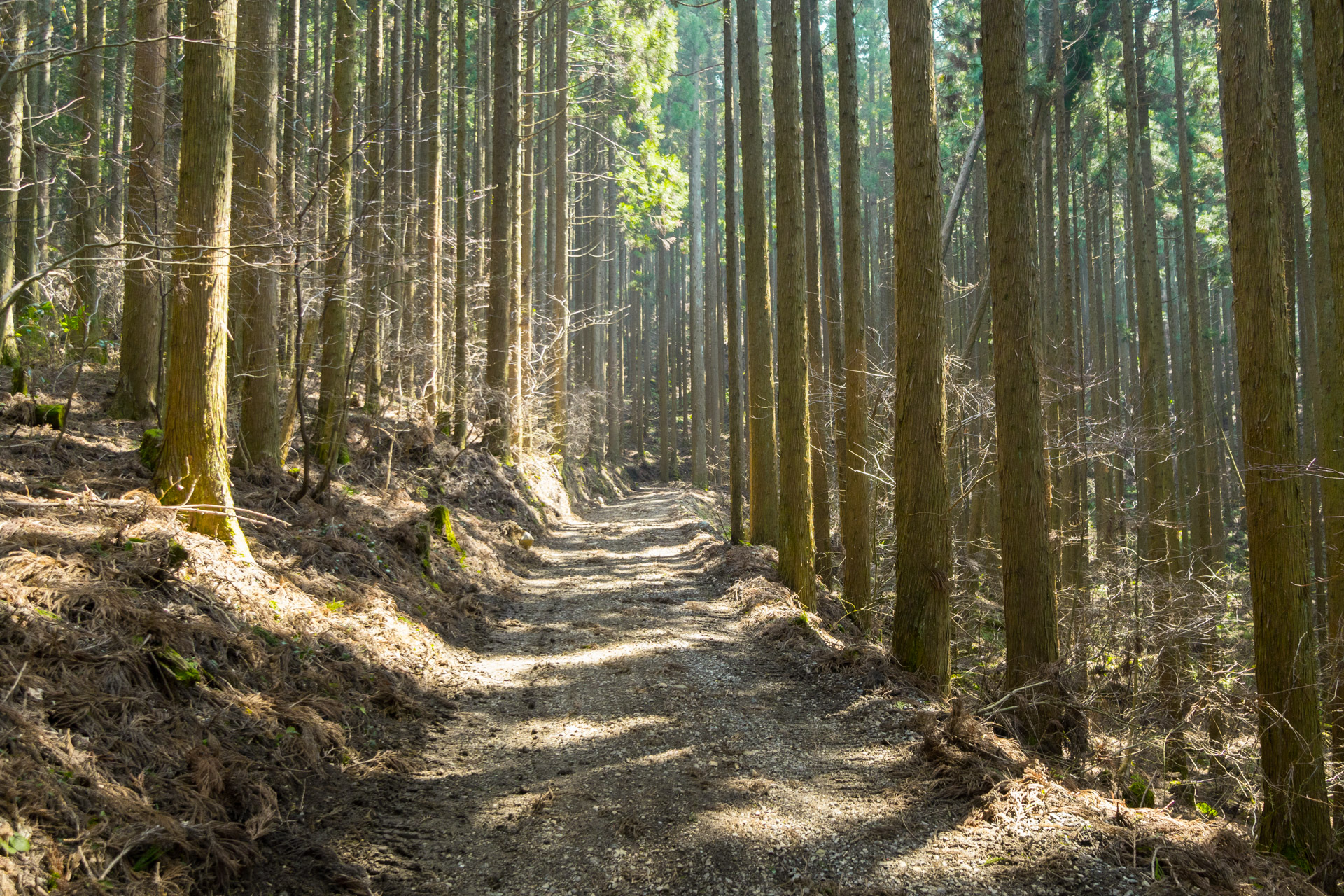 Sugi Forest Sustainability