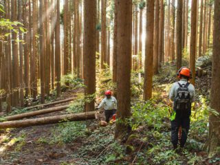 Understanding Tree Anatomy in Wood Siding: How Composition Affects Appearance