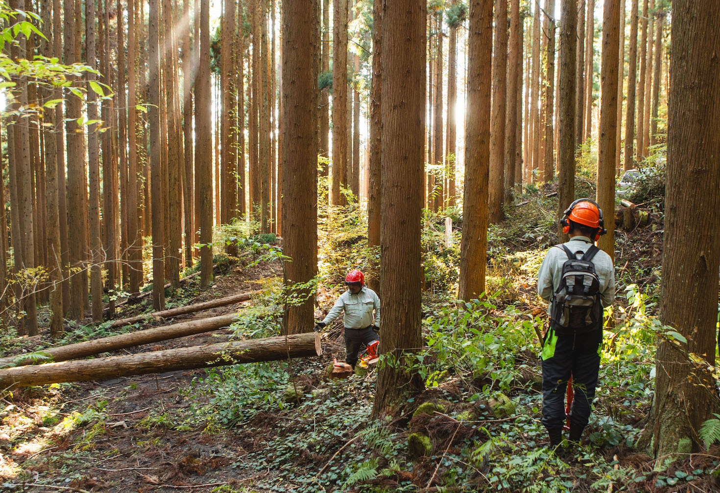 Nakamoto Zourin foresters working in the mountains of Hiroshima, Japan.