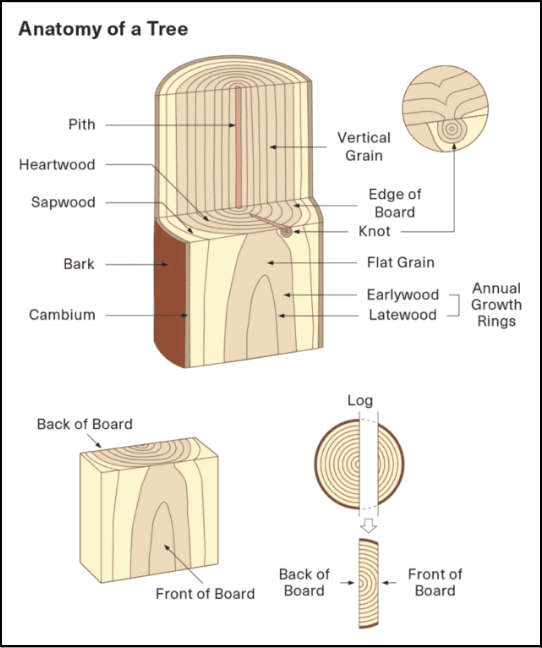Wood Anatomy Diagram