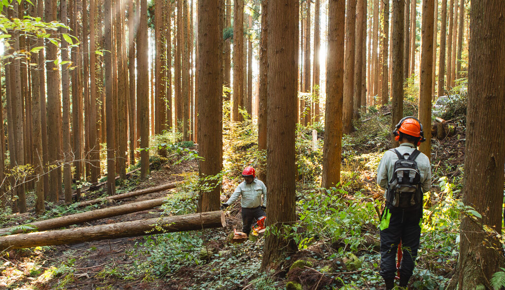 Sustainable Forest Maintenance Sustainable Forest Maintenance