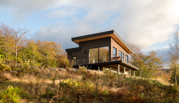 Timber: An Eco-Friendly Renewable Resource