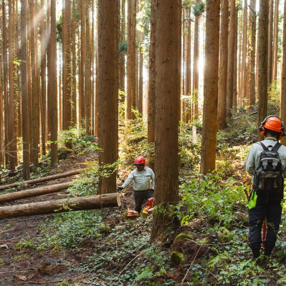 Nakamoto Zourin foresters working in the mountains of Hiroshima, Japan.
