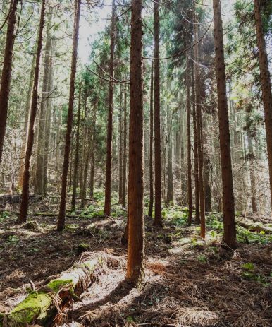 forest bathing japanese cypress forest
