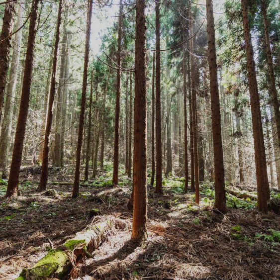 forest bathing japanese cypress forest